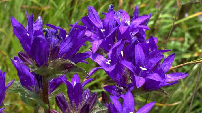 Perennial plant with purple flowers