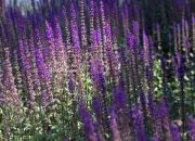 Perennial Plant with Purple Flowers A Gardeners Guide