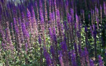 Perennial plant with purple flowers