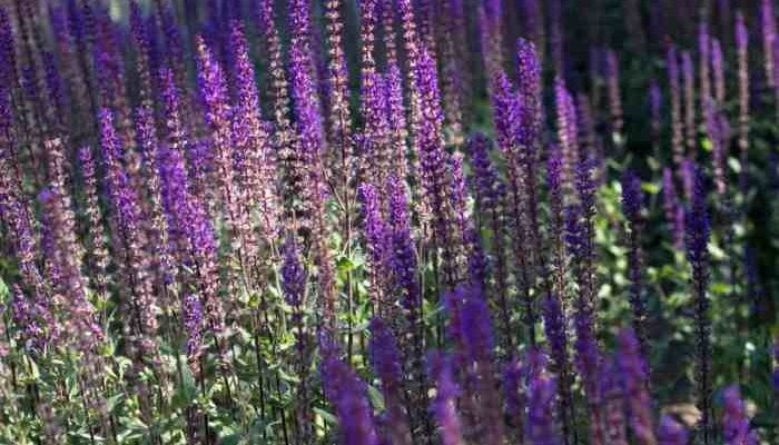 Perennial Plant with Purple Flowers A Gardeners Guide