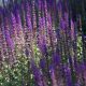 Perennial Plant with Purple Flowers A Gardeners Guide