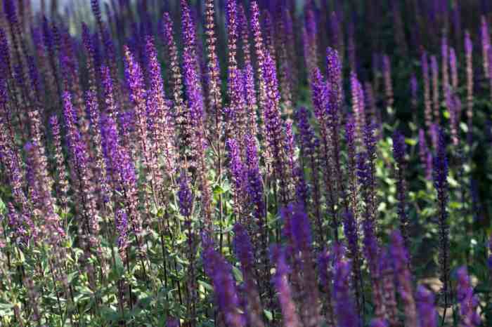 Perennial plant with purple flowers